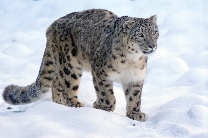 1. Il leopardo delle nevi, seppur ancora a rischio, non è più classificato come specie in via di estinzione