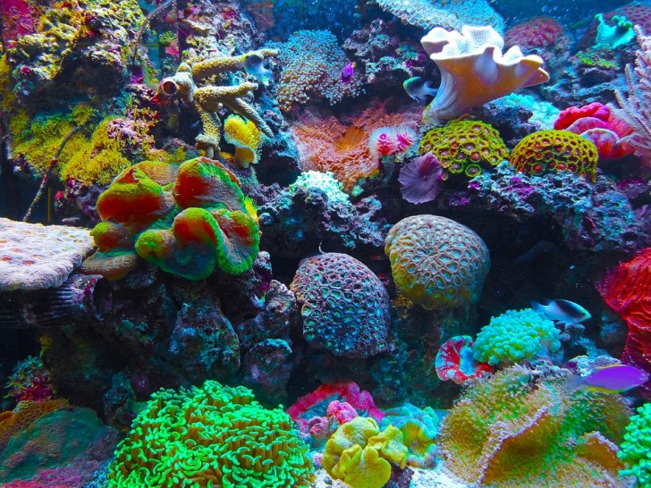 3. Die Wissenschaftler haben herausgefunden, wie sie das Great Barrier Reef wieder wachsen lassen könnten