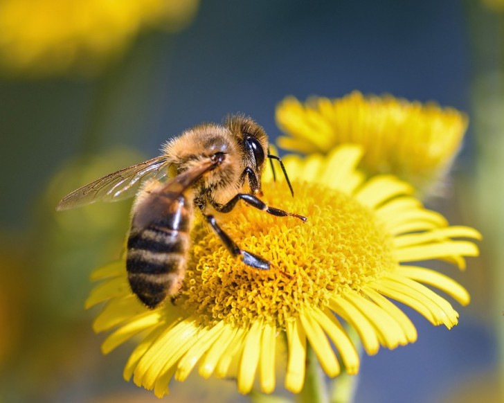 5. Il tasso di decesso delle api negli USA è sceso del 27%