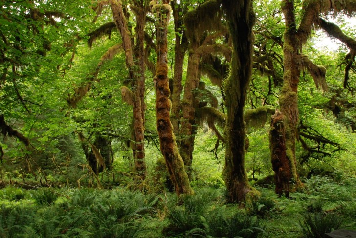 7. Ha avuto inizio il più grande progetto di riforestazione tropicale mai avvenuto