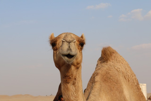 Saudiarabien köper kameler från Australien.