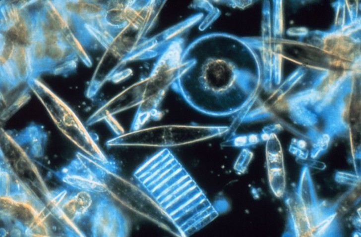 70% des Sauerstoffs auf der Erde wird durch Phytoplankton produziert.