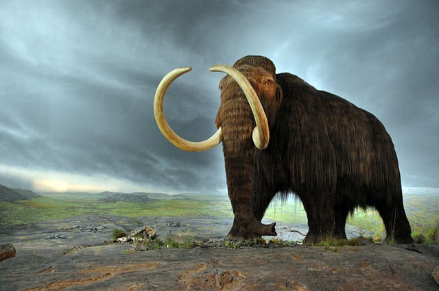 During the construction of the Pyramids of Giza, woolly mammoths still existed.