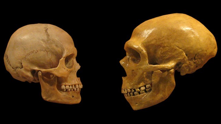 De schedel van de Neanderthalers was groter dan die van de Sapiens-man.