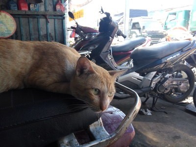 8. In Vietnam worden katten beschouwd als dragers van ellende en ongeluk