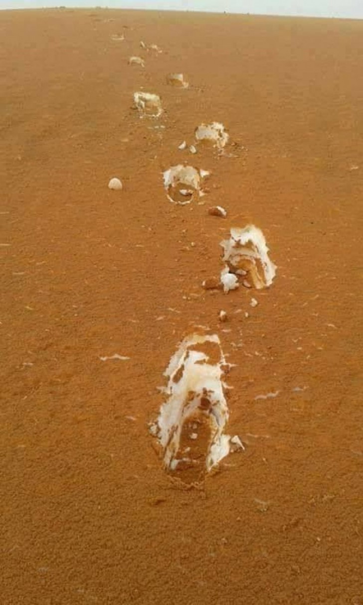 Tiramisu dessert? No, snow footprints in the desert sand.