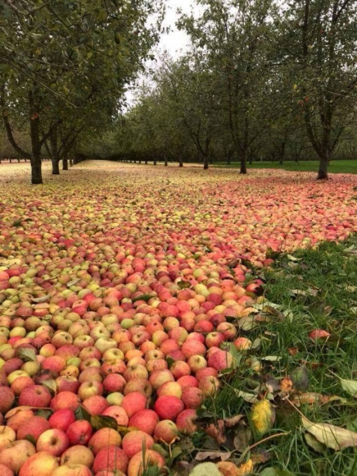 A carpet of apples in an orchard after the passage of the Ophelia tornado in Ireland.