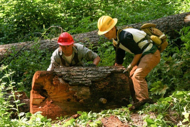 6. Lumberjack (Woodcutter)
