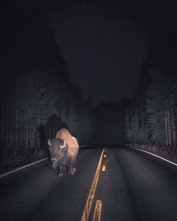 Seul un bison américain sur la route.