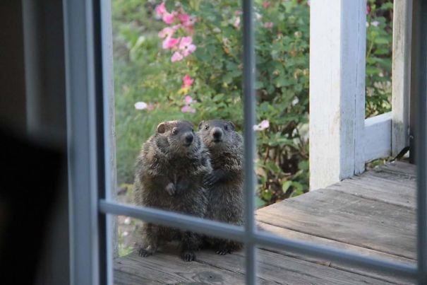 Heute haben sich bei uns zwei neue Nachbarn vorgestellt.
