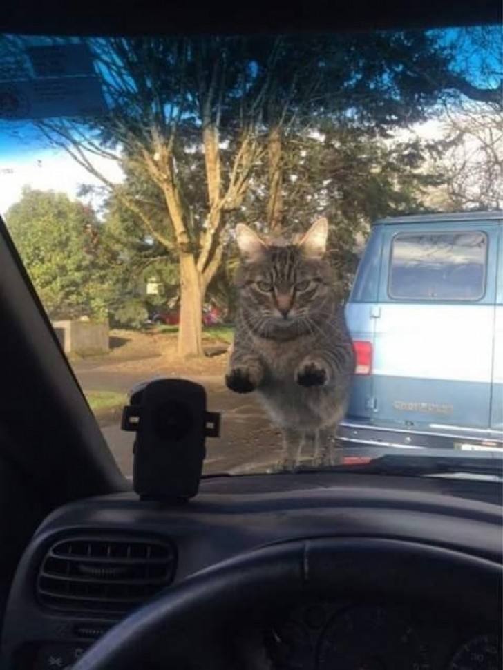 "Cuando estas en retraso y te das cuenta de haberte olvidado de darle de comer al gato".