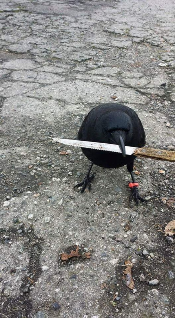 "Quand vous êtes en retard au travail parce qu'un corbeau essaye de vous tuer"