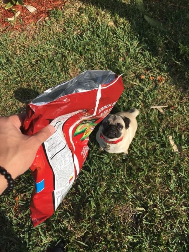 "I woke up late and did not have time to look for my dog's leash. Here is how I managed to get him to go outside to do his needs."