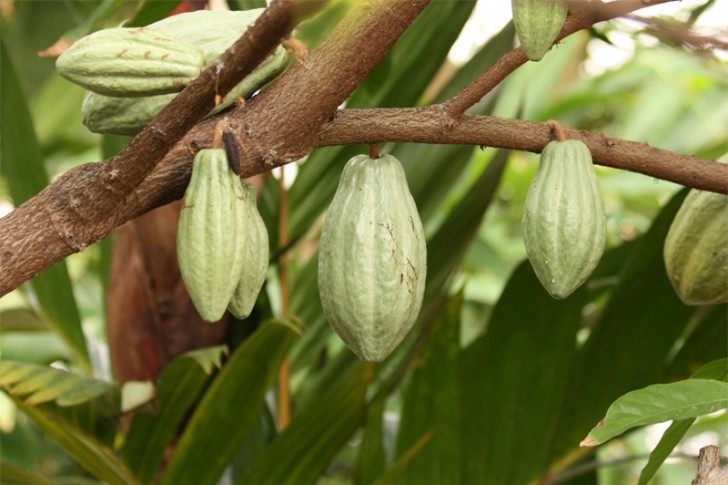 Le piante di cacao riescono a sopravvivere in una fascia strettissima di territorio, l'equatore, in cui temperatura, umidità e piogge rimangono costanti tutto l'anno.