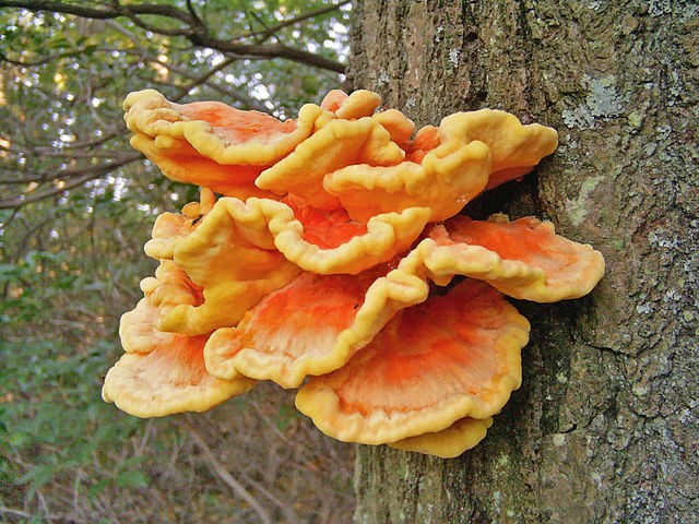 Chiamato 'Il pollo dei boschi', questo fungo è chiaramente apprezzato dai vegetariani.