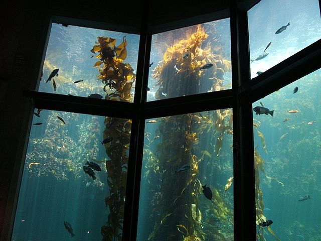 The Giant kelp