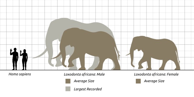 Le lophodonte africain