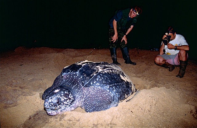 The Leatherback sea turtle