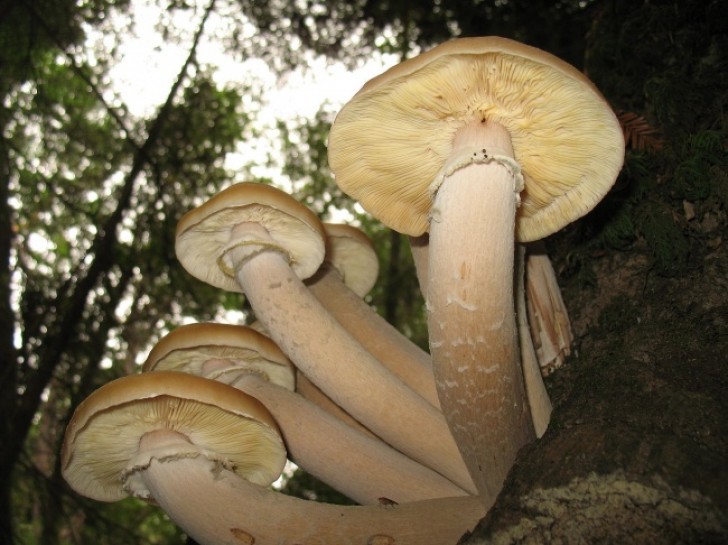 Armillaria, or honey fungus