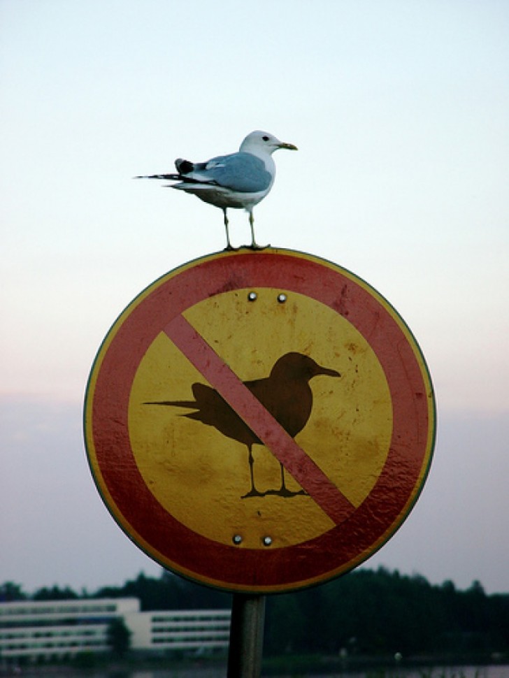 Seagull ignoring human laws.