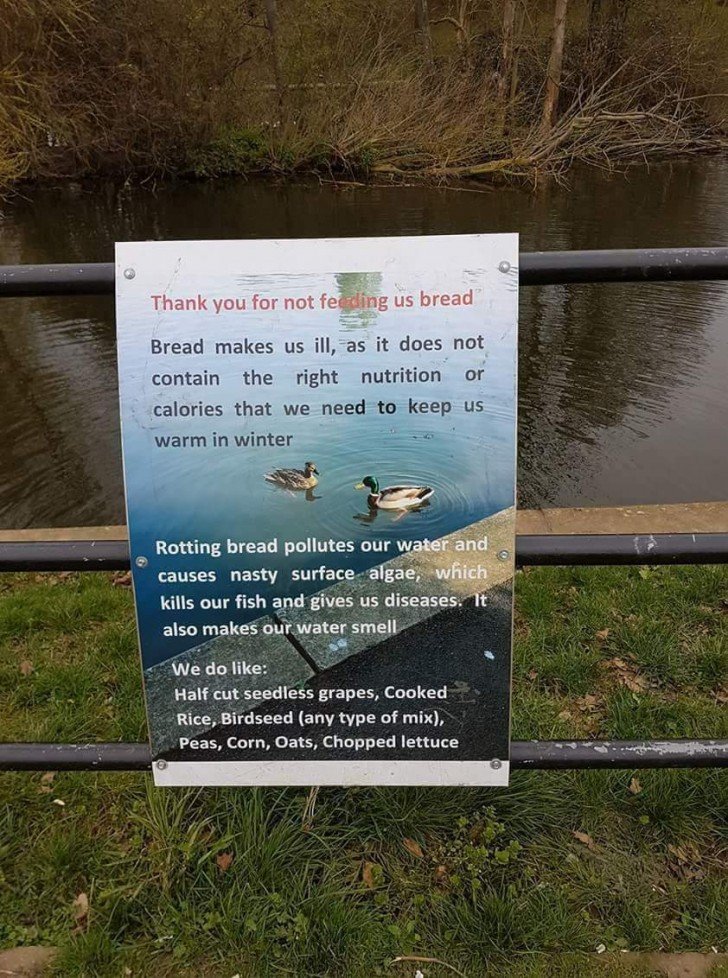 On the bank of this lake, there is a sign installed on which are listed all the reasons why you should not feed bread to the ducks that live there.