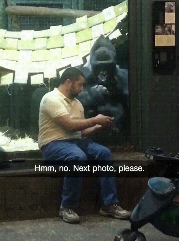 9. This man is showing gorillas photos of female gorillas ...