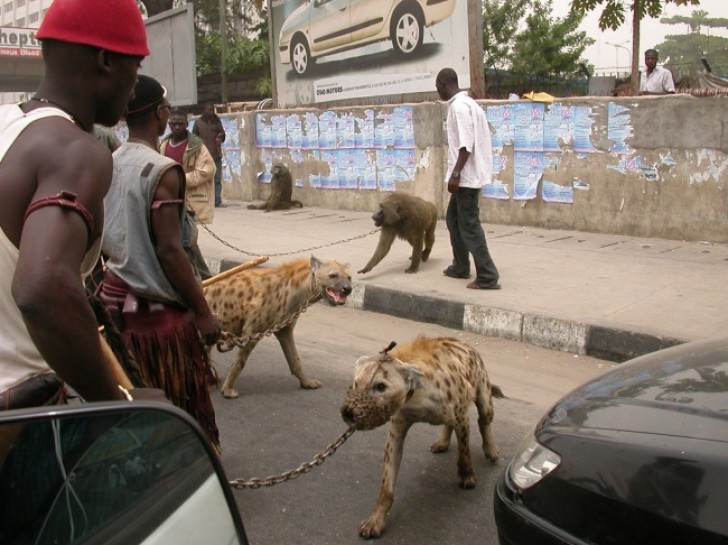 16. In einem afrikanischen Land werden Hyänen wie Haustiere gehalten.