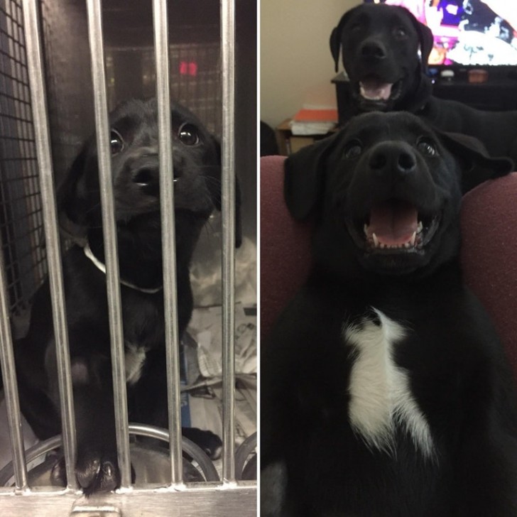 This is Edgar, before and after being adopted (behind him is Steve, the first puppy I adopted).