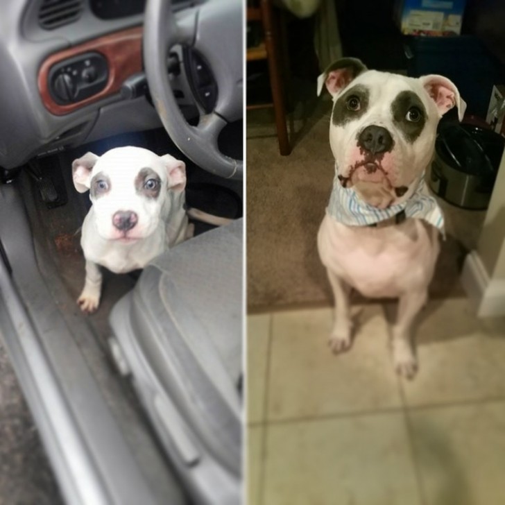 Ein braver Hund am Tag seiner Adoption und ein Jahr später.