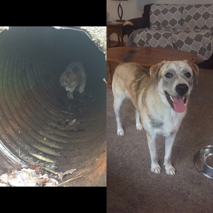 Ce chiot était dans le tuyau d'un égout: il avait 5 semaines, maintenant c'est un beau chien d'un an!