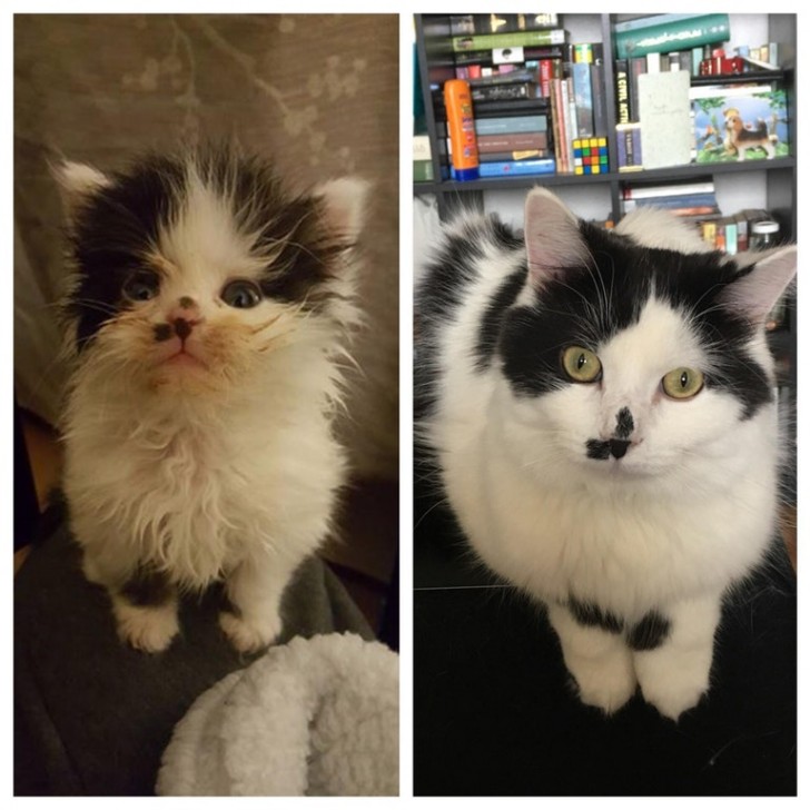 A year ago I found Jake under a car, alone and frozen. He was only 4 weeks old, his mum was gone. Now it's a giant kitten with an incredible character!