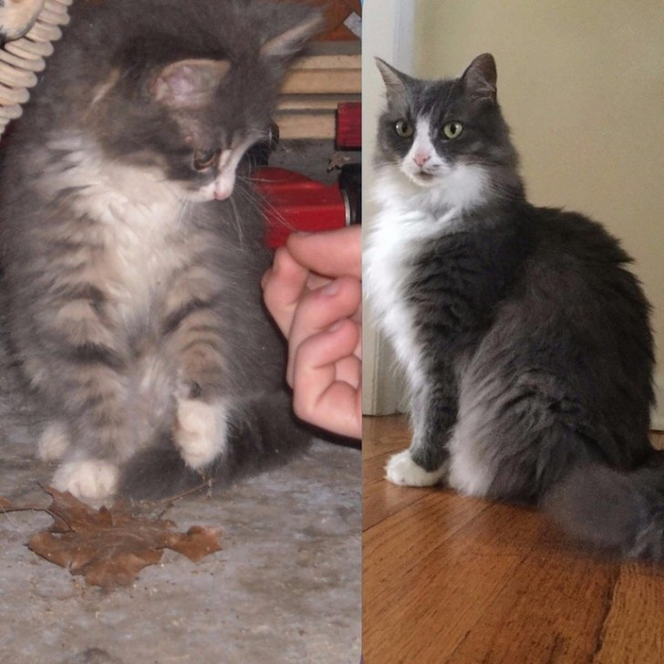 I found her 9 years ago in the middle of an empty parking lot, at night, where she was meowing loudly from hunger.