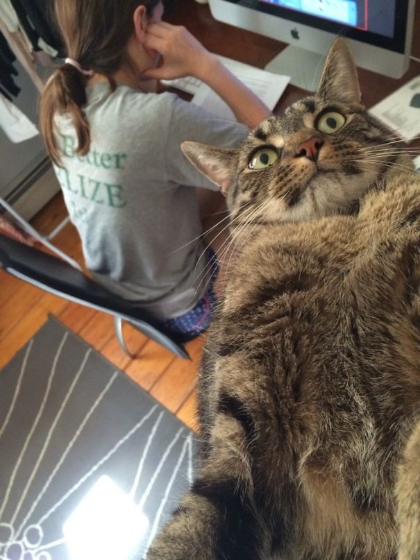 When a cat decides to revenge itself and takes its own selfie --- with you in it without your permission!
