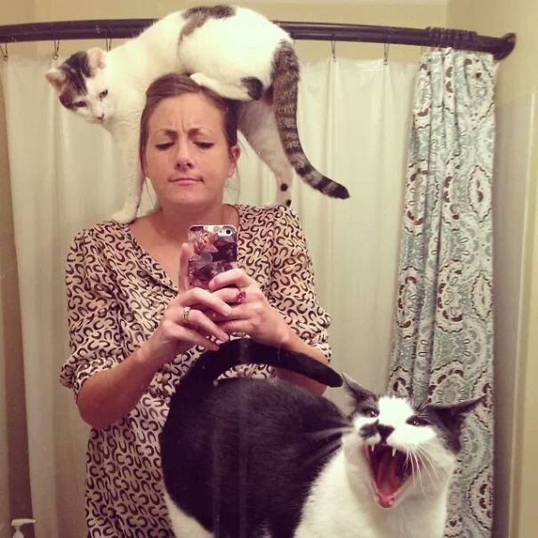 Diese zwei Katzen haben sich gegen das Selfie entschieden...
