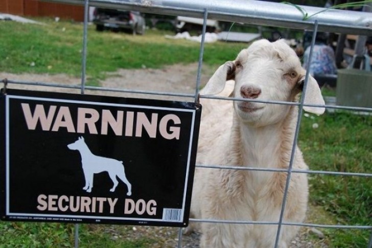 Het bord 'Pas op de hond' heeft weinig nut als er een schaap achter het hek zit!