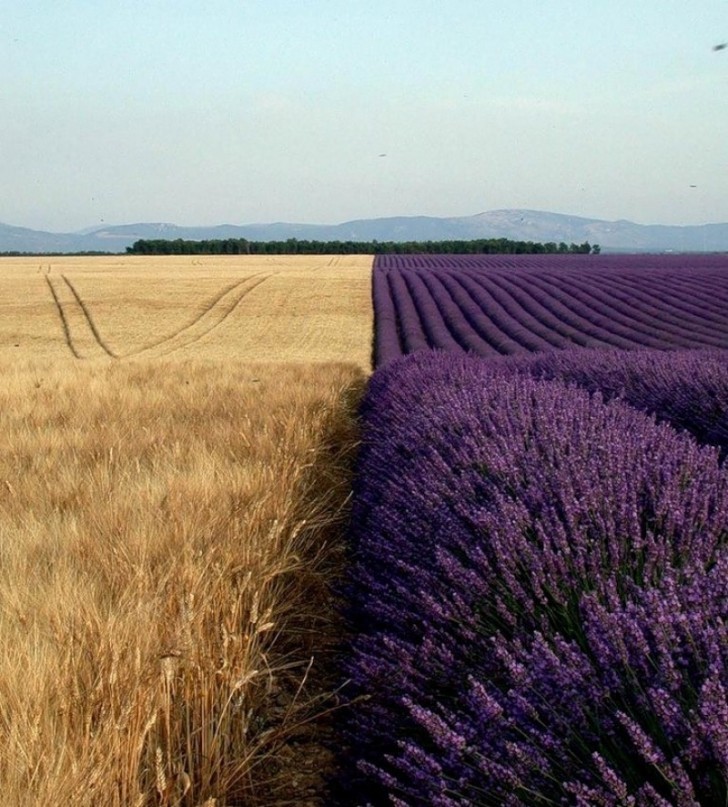 The border between a field of lavender and a field of wheat.