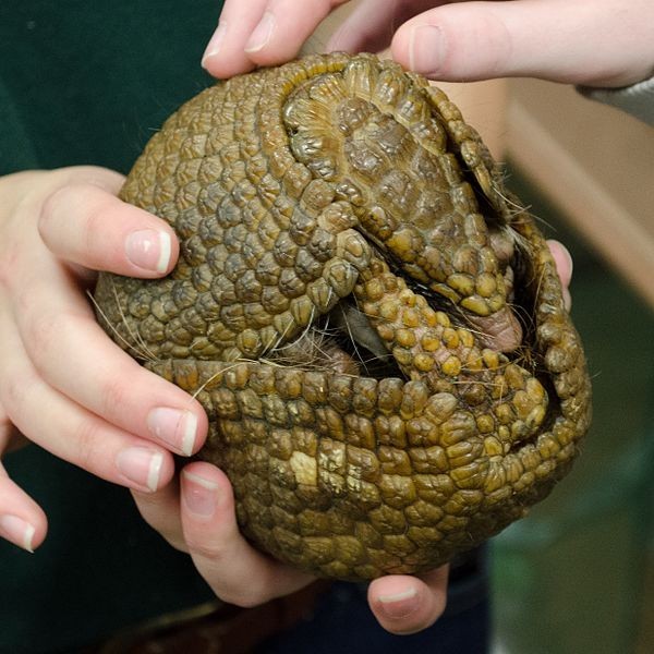 An armadillo mobilizing its natural armor.