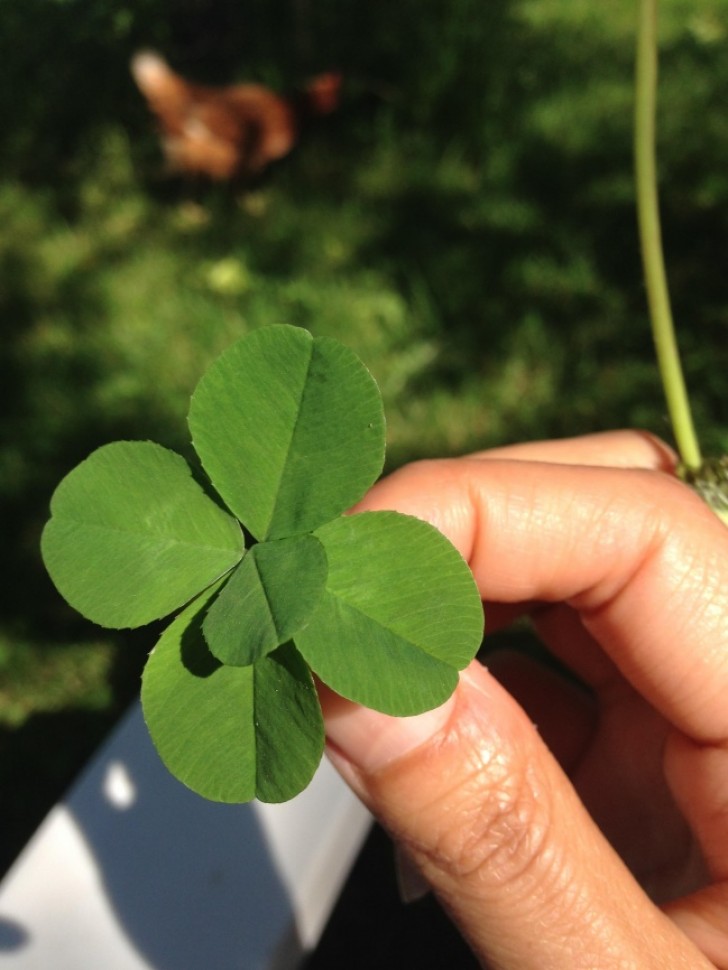 2. The luck to find a five-leaf clover!