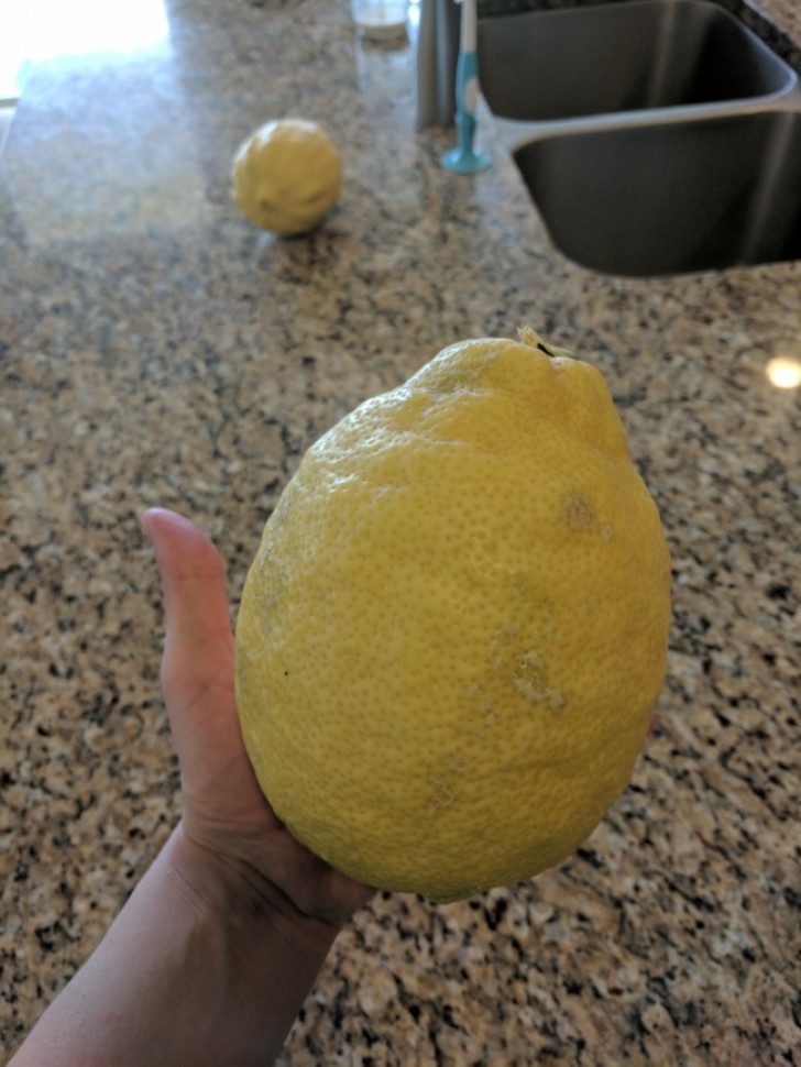 7. This guy's lemon tree has produced the biggest and juicy lemons ever seen!