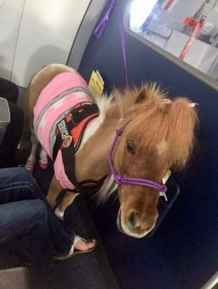 "Mi dispiace, ma non abbiamo sedili adatti al suo pony."
