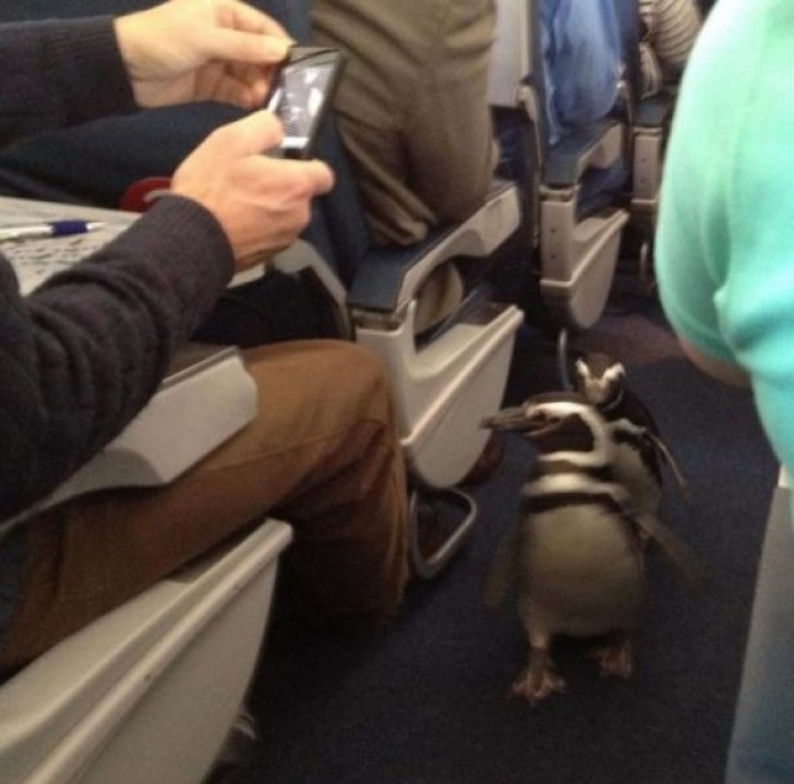 Attenzione a non calpestare i suoi pinguini!