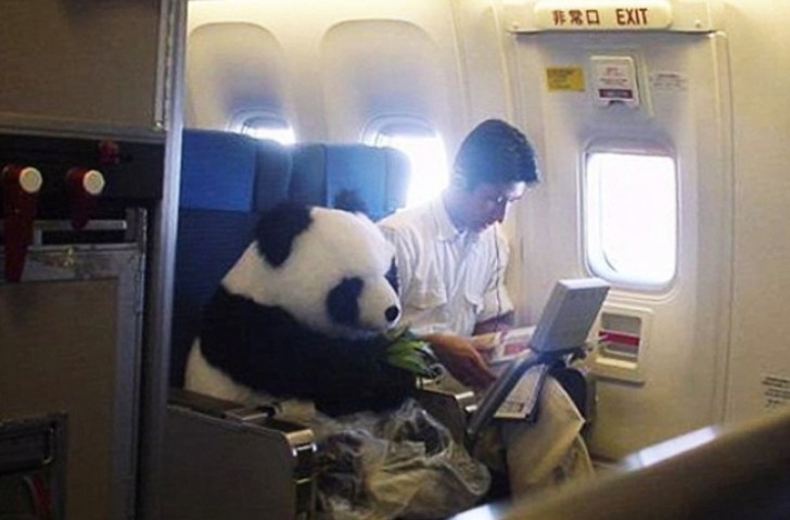 Sapevate che ai panda piace viaggiare in aereo e leggere?