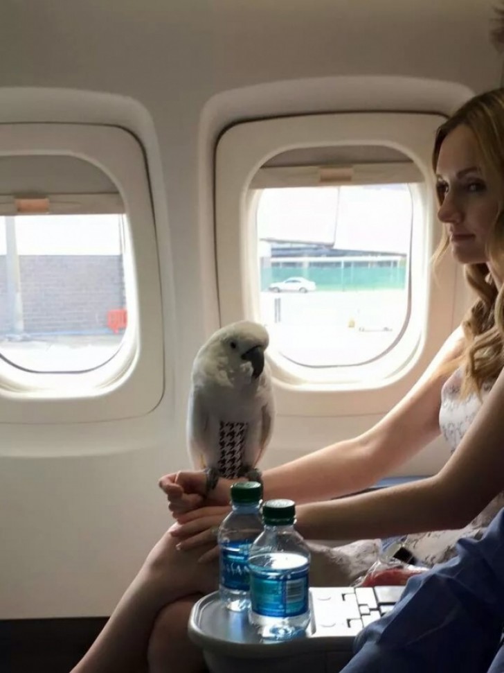 Un pappagallo in aereo, e allora?
