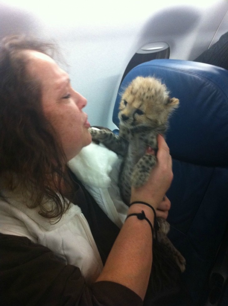 In aereo c'è chi coccola il proprio bambino e chi il proprio cucciolo di giaguaro.