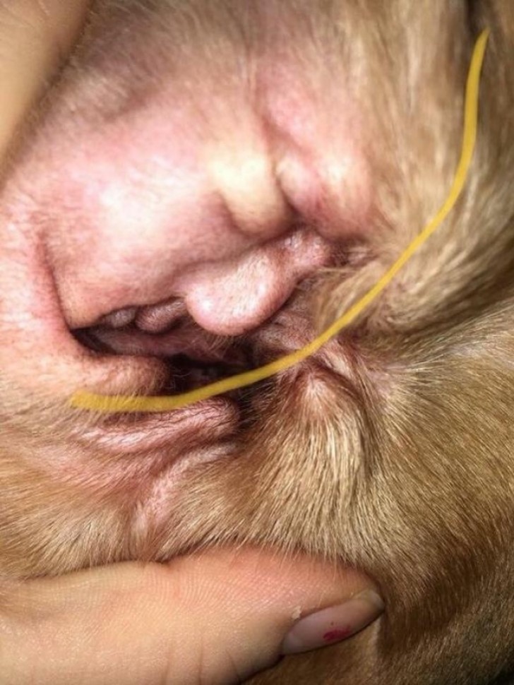 21. Het profiel van Donald Trump... in het oor van een hond?
