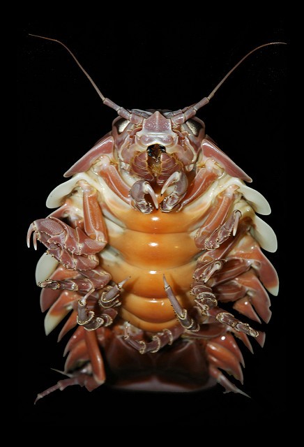 L'Isopode Gigante