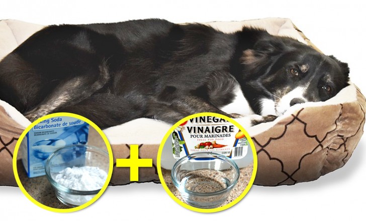 9. Nettoyez la niche de votre chien en vaporisant avec une solution d'eau et de vinaigre, puis en pulvérisant avec un peu de bicarbonate.