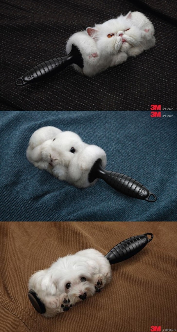 10. Apparently, the pet hair remover brushes made by 3M are the best!