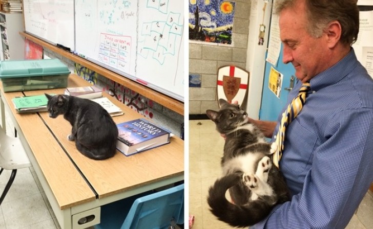Questo insegnante porta il gatto in classe: ogni volta che fa una domanda agli studenti, il gatto miagola e lui la considera come una risposta.