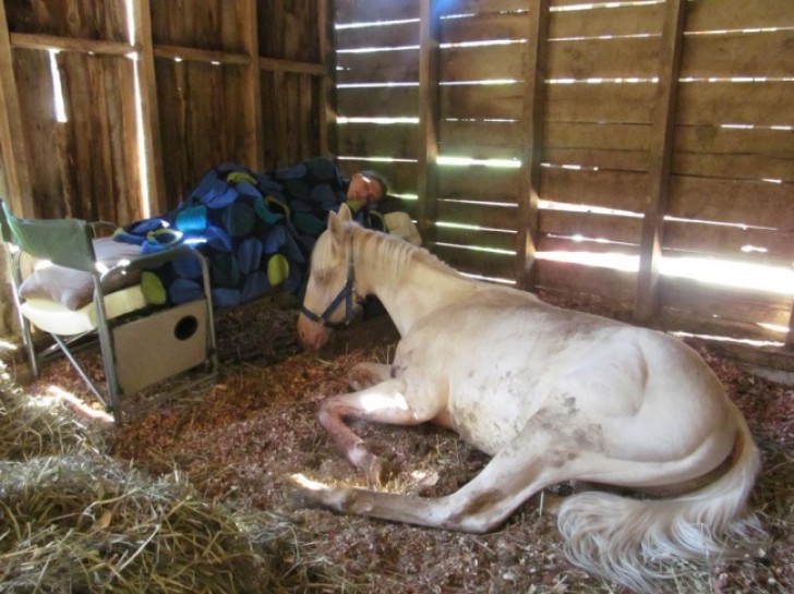 Questa ragazza ha trascorso l'intera notte nella stalla, per stare vicina al suo cavallo malato.